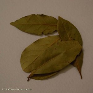 Bay Leaves, 1 oz - Image 5