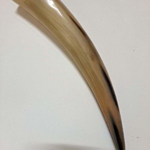 Large Tan white Polished Viking Drinking Horn 14.5x2.5x2.5 - Image 2