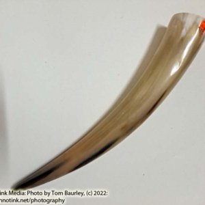 Large Tan white Polished Viking Drinking Horn 14.5x2.5x2.5 - Image 3