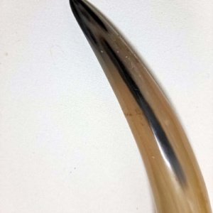 Large Tan white Polished Viking Drinking Horn 14.5x2.5x2.5 - Image 6
