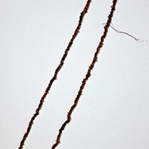 Large strand of dark baltic amber chip beads necklace - Image 2