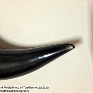 Small Black Drinking Horn 100 ml 8x3x2" - Image 5