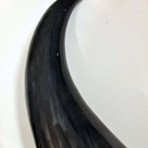 Extra Large, Black and Tan Viking Drinking Horn XL02 - Image 6