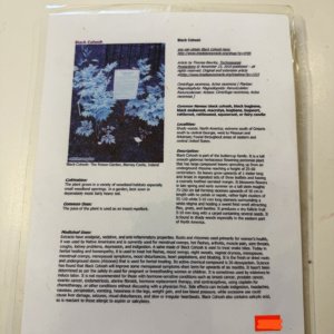 Laminated Tree Info Sheet: Black Cohosh