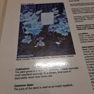 Laminated Tree Info Sheet: Black Cohosh - Image 3