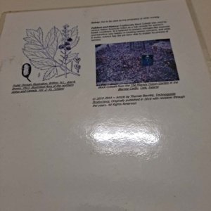 Laminated Tree Info Sheet: Black Cohosh - Image 4