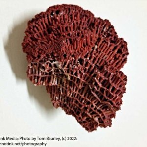 Large Red Organ Pipe Coral Chunk - Image 5