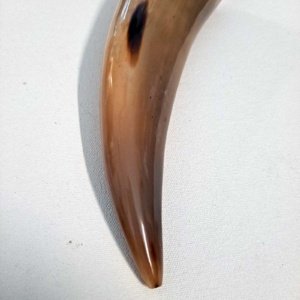 Tan or Beige 10-12" Buffalo Drinking Horn, Polished - Image 4
