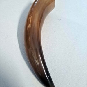 Tan or Beige 10-12" Buffalo Drinking Horn, Polished - Image 7