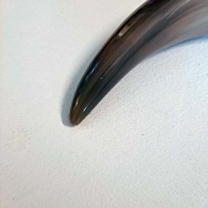 Tan or Beige 10-12" Buffalo Drinking Horn, Polished - Image 9