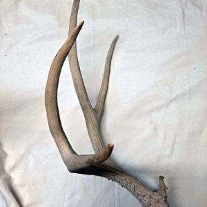 Partial Deer skull occipital with Rack, worn 19"x17"x10" - Image 3