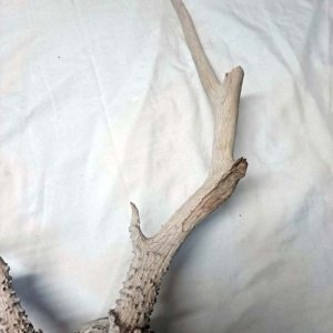 Partial Deer skull occipital with Rack, worn 19"x17"x10" - Image 4