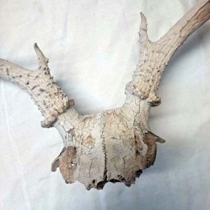 Partial Deer skull occipital with Rack, worn 19"x17"x10" - Image 5
