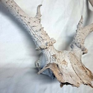 Partial Deer skull occipital with Rack, worn 19"x17"x10" - Image 6