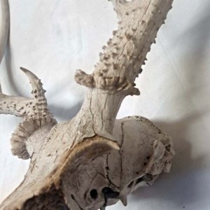 Partial Deer skull occipital with Rack, worn 19"x17"x10" - Image 7