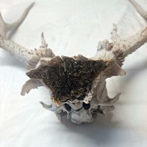 Partial Deer skull occipital with Rack, worn 19"x17"x10" - Image 8