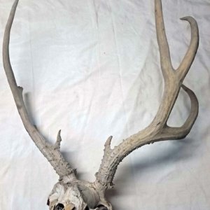 Partial Deer skull occipital with Rack, worn 19"x17"x10" - Image 9