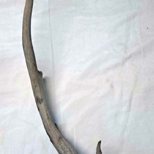 Partial Deer skull occipital with Rack, worn 19"x17"x10" - Image 10
