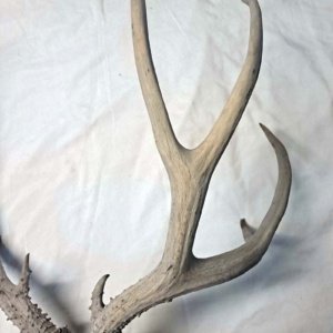 Partial Deer skull occipital with Rack, worn 19"x17"x10" - Image 11