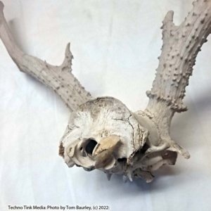 Partial Deer skull occipital with Rack, worn 19"x17"x10" - Image 12