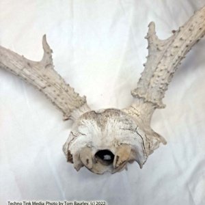 Partial Deer skull occipital with Rack, worn 19"x17"x10" - Image 13