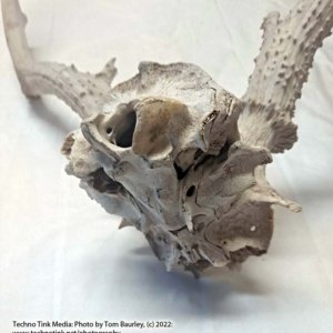 Partial Deer skull occipital with Rack, worn 19"x17"x10" - Image 14
