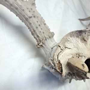 Partial Deer skull occipital with Rack, worn 19"x17"x10" - Image 16