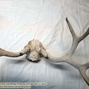 Partial Deer skull occipital with Rack, worn 19"x17"x10" - Image 17
