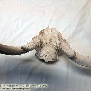 Partial Deer skull occipital with Rack, worn 19"x17"x10" - Image 18