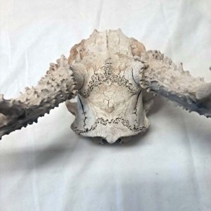 Partial Deer skull occipital with Rack, worn 19"x17"x10" - Image 19