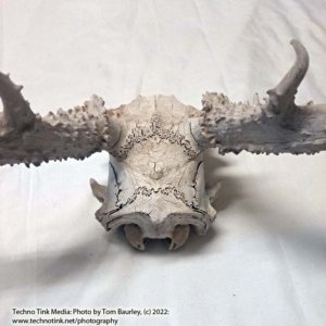 Partial Deer skull occipital with Rack, worn 19"x17"x10" - Image 20