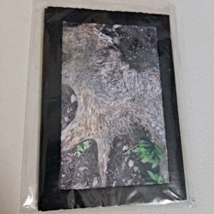 Photo card of money tree trunk Yorkshire Dales by Tom Baurley - Image 2