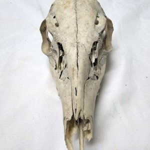 Partial Deer Skull 8.5" x 4" x 3" - Image 2