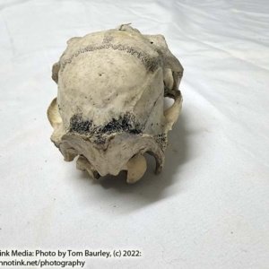 Partial Deer Skull 8.5" x 4" x 3" - Image 7