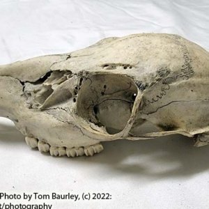 Partial Deer Skull 8.5" x 4" x 3" - Image 8