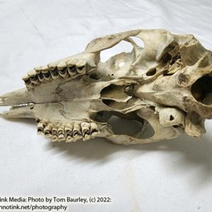 Partial Deer Skull 8.5" x 4" x 3" - Image 9