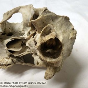 Partial Deer Skull 8.5" x 4" x 3" - Image 10
