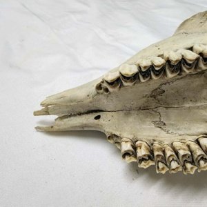 Partial Deer Skull 8.5" x 4" x 3" - Image 13