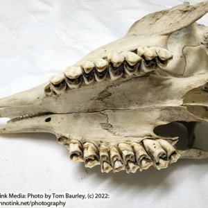Partial Deer Skull 8.5" x 4" x 3" - Image 14