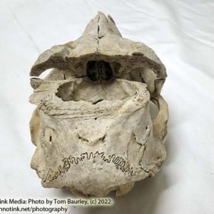Partial Deer Skull 11" x 5" x 3.5", Hunter cut - Image 4
