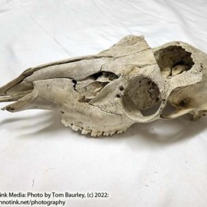 Partial Deer Skull 11" x 5" x 3.5", Hunter cut - Image 5