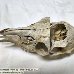 Partial Deer Skull 11" x 5" x 3.5", Hunter cut - Image 6