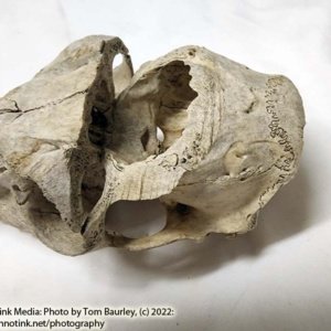 Partial Deer Skull 11" x 5" x 3.5", Hunter cut - Image 7
