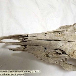 Partial Deer Skull 11" x 5" x 3.5", Hunter cut - Image 8