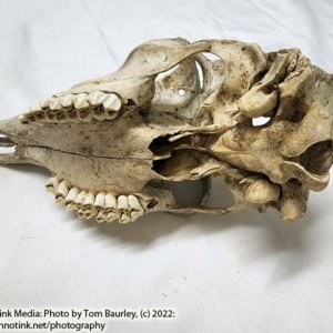 Partial Deer Skull 11" x 5" x 3.5", Hunter cut - Image 9