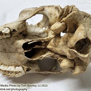 Partial Deer Skull 11" x 5" x 3.5", Hunter cut - Image 10