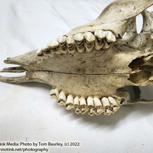Partial Deer Skull 11" x 5" x 3.5", Hunter cut - Image 11