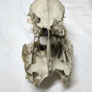 Partial Deer Skull 8" x 4" x 3", Missing Jaw and eye sockets, snout - Image 2