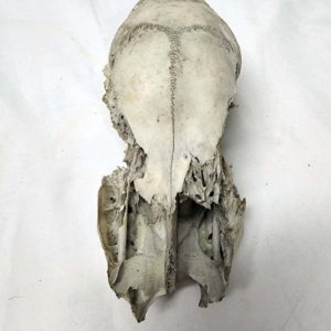 Partial Deer Skull 8" x 4" x 3", Missing Jaw and eye sockets, snout - Image 3