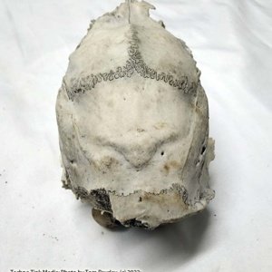Partial Deer Skull 8" x 4" x 3", Missing Jaw and eye sockets, snout - Image 5